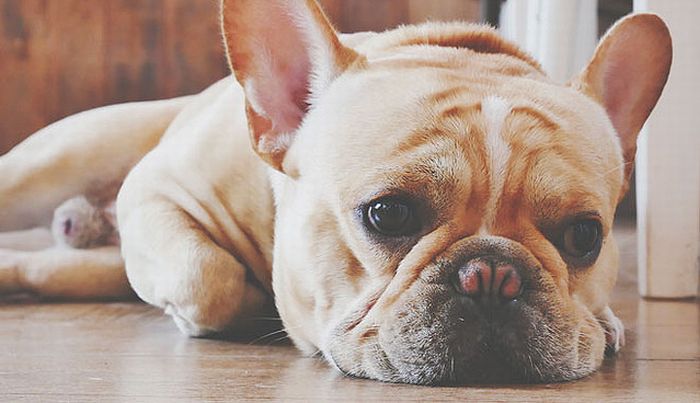 【心理テスト】犬が悲しい顔をしている理由は？　答えでわかる恋人の欠点
